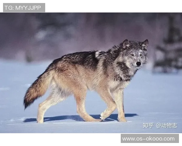 山狮与美洲豹的力量较量谁才是丛林之王的真正代表